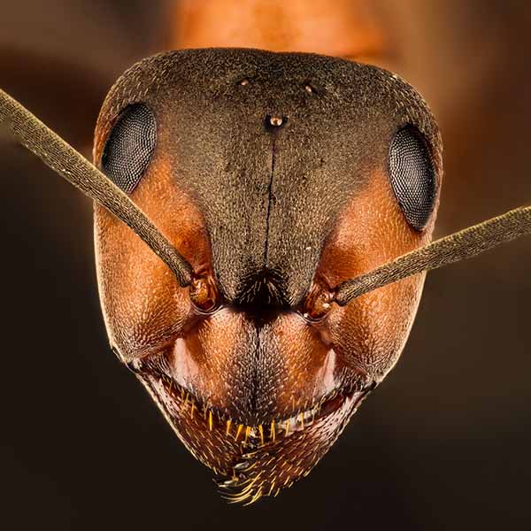 Ant Control: Everything You Need To Know | Pestegic: Strategic Pest Control