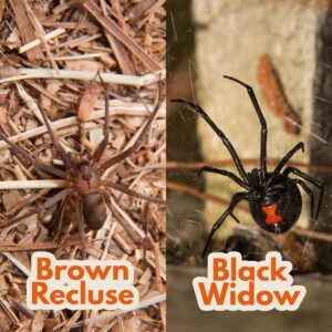 Spider Control: Everything You Need to Know | Pestegic: Strategic Pest ...