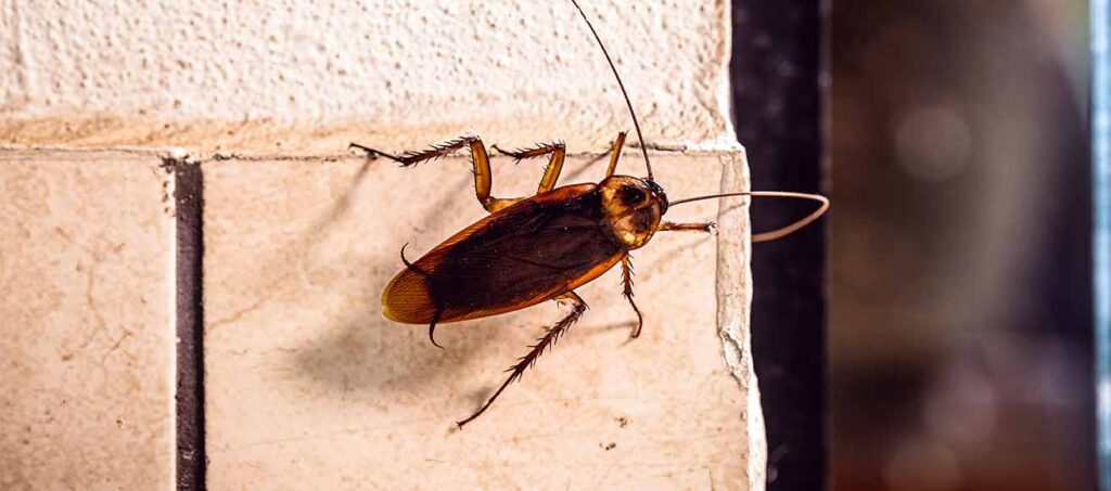 Cockroach on a Wall